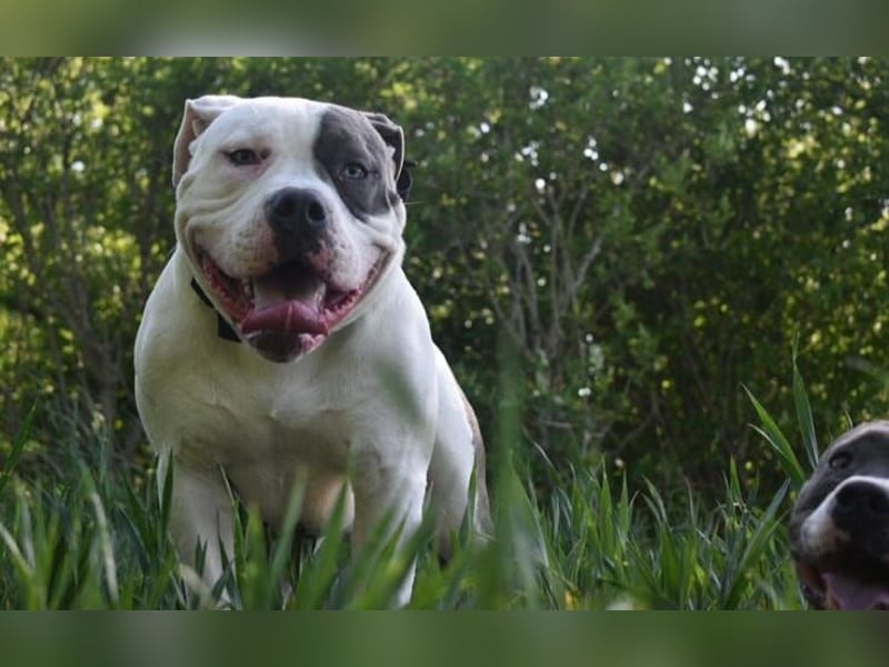 Hugo sucht ein neues Zuhause