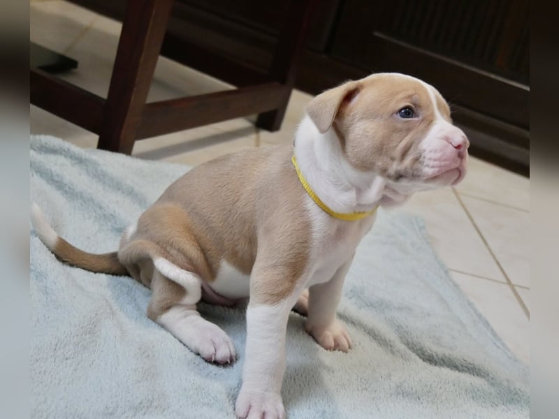 Einzigartige Bully Welpen