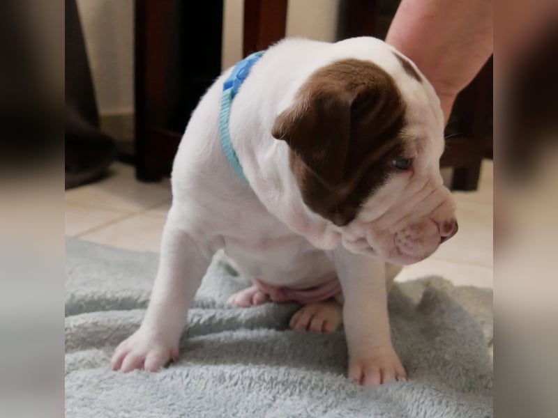 Einzigartige Bully Welpen