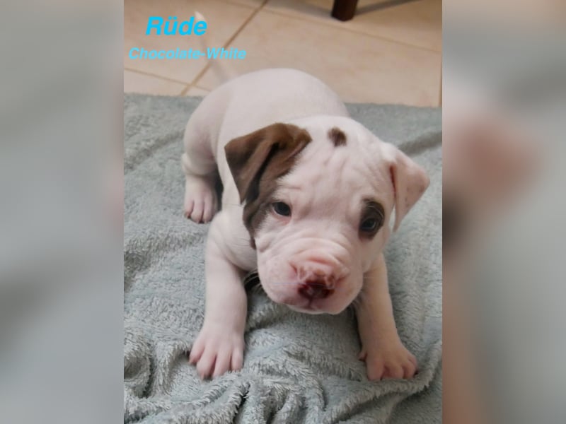 Einzigartige Bully Welpen