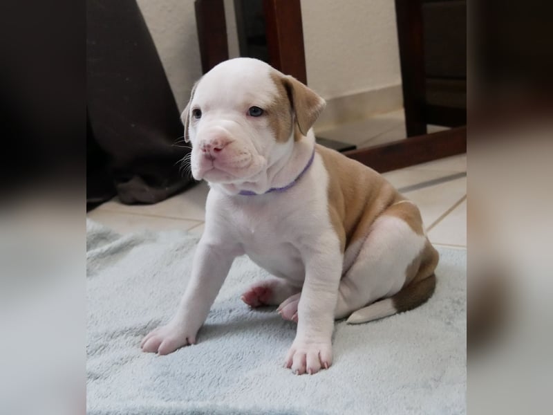 Einzigartige Bully Welpen