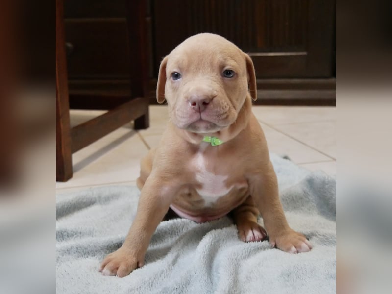 Einzigartige Bully Welpen