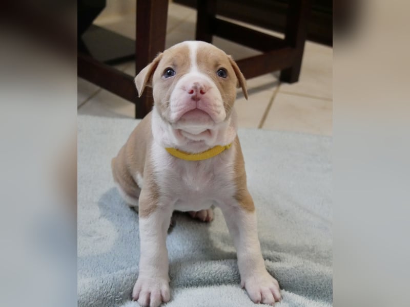 Einzigartige Bully Welpen