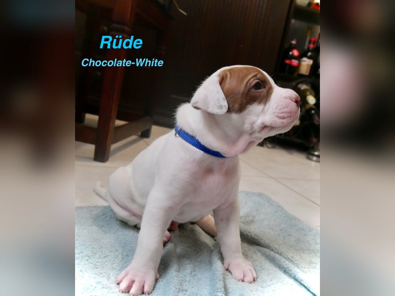 Einzigartige Bully Welpen