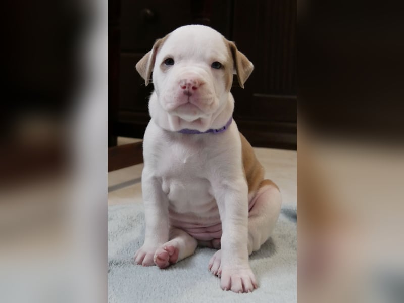 Einzigartige Bully Welpen