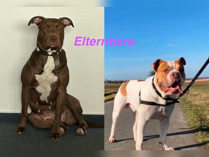 Einzigartige Bully Welpen