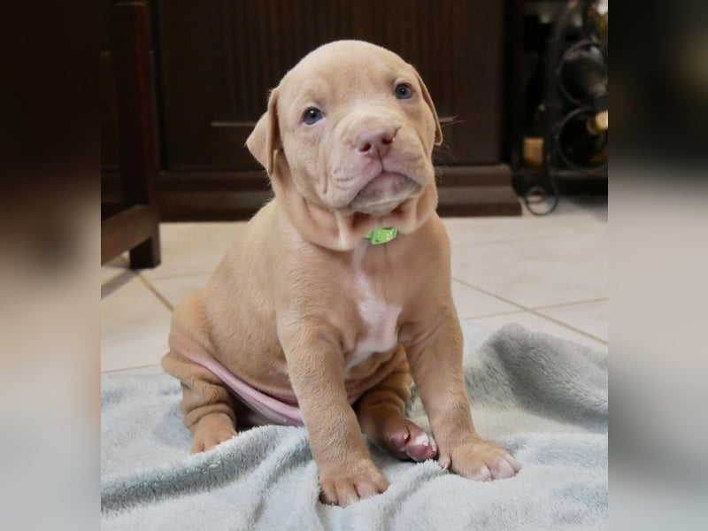 Einzigartige Bully Welpen