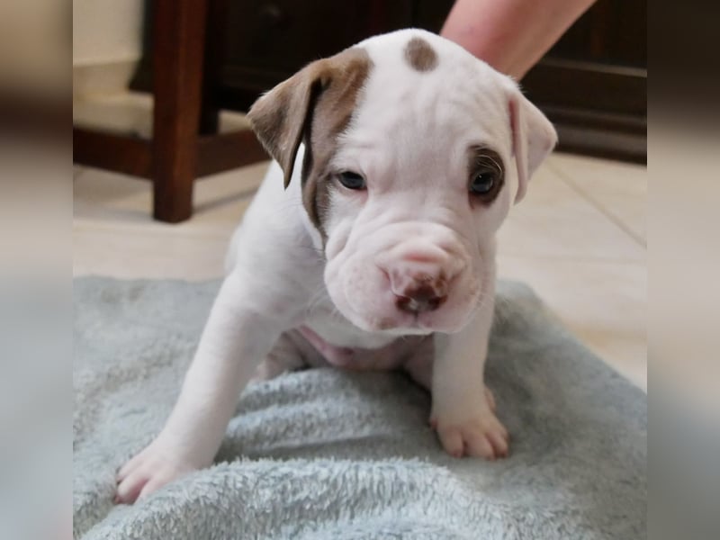 Einzigartige Bully Welpen