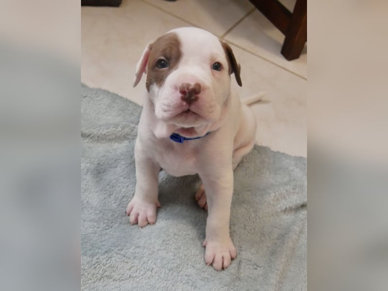 Einzigartige Bully Welpen