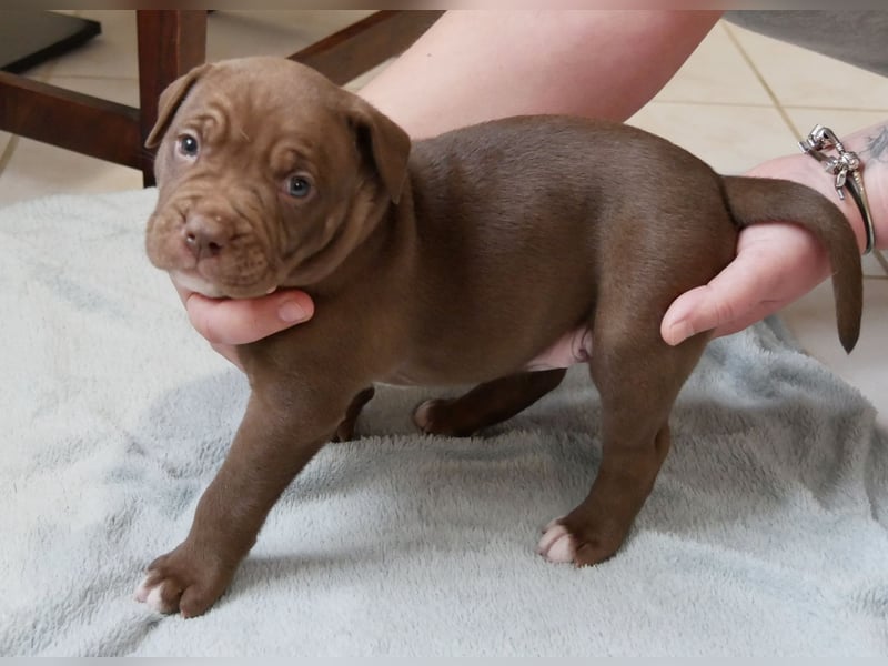 Einzigartige Bully Welpen