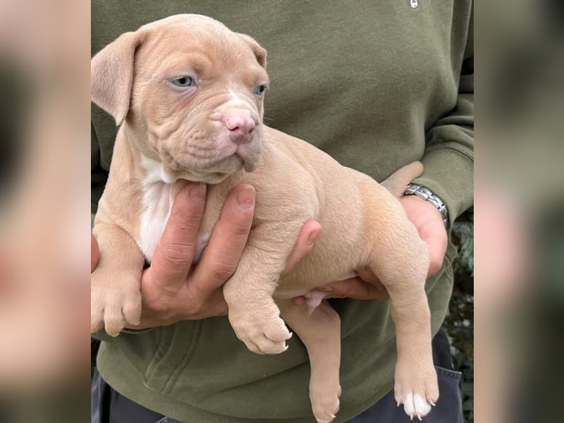 American Bully Welpen(Bossy und Hulk bluthline)