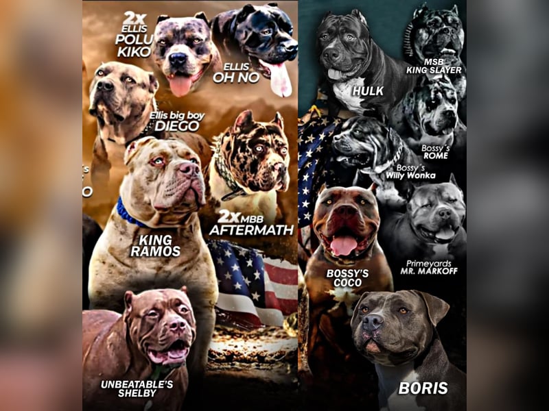 American Bully Welpen(Bossy und Hulk bluthline)