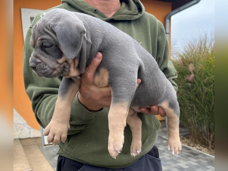 American Bully Welpen(Bossy und Hulk bluthline)