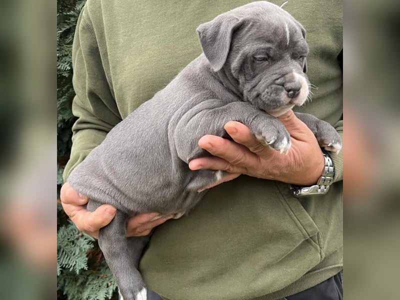 American Bully Welpen(Bossy und Hulk bluthline)