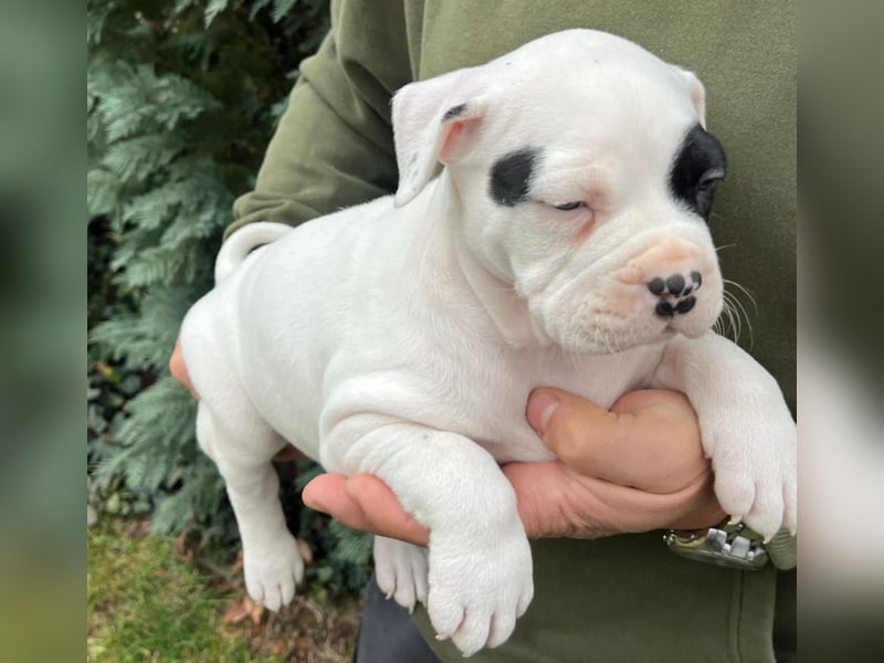 American Bully Welpen(Bossy und Hulk bluthline)