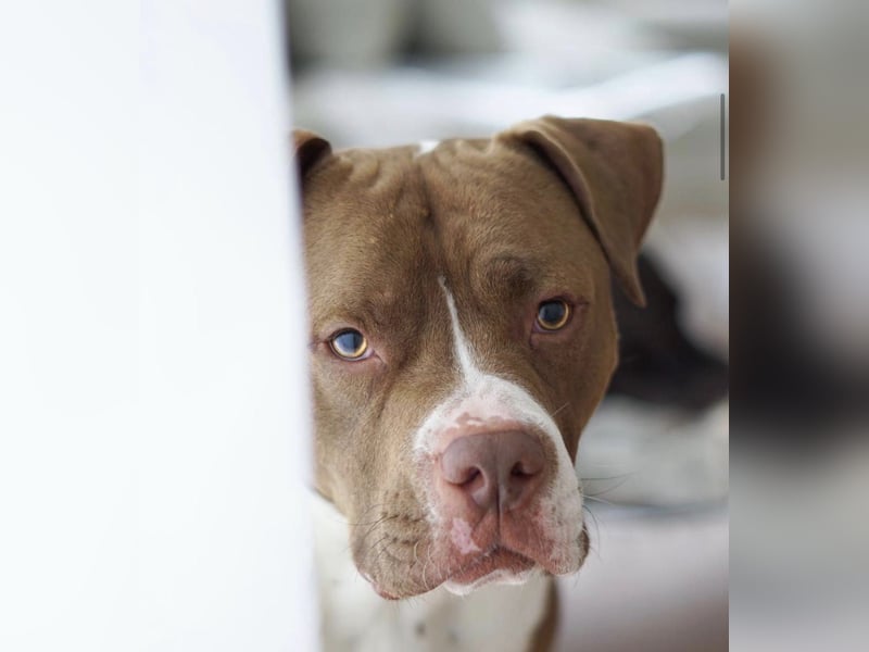 Souveräner OEB / American Bully Mix (kastriert) sucht Lebensplatz – Platz vor Preis