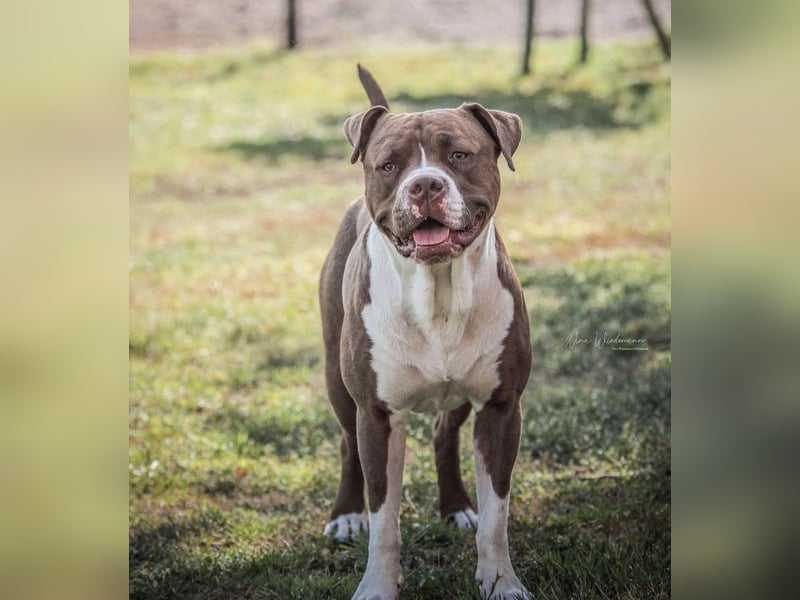 Souveräner OEB / American Bully Mix (kastriert) sucht Lebensplatz – Platz vor Preis
