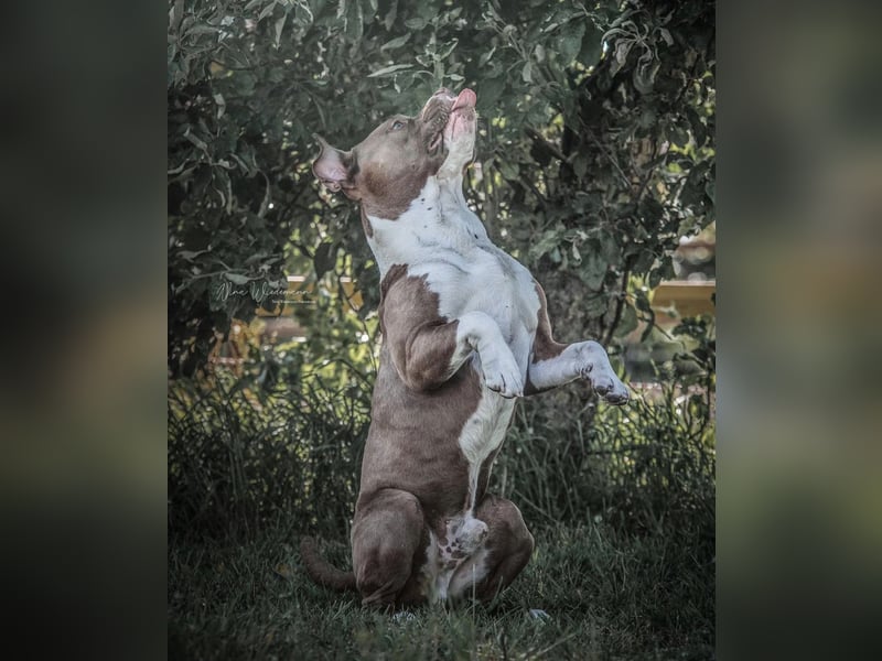 Souveräner OEB / American Bully Mix (kastriert) sucht Lebensplatz – Platz vor Preis