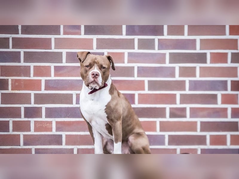 Souveräner OEB / American Bully Mix (kastriert) sucht Lebensplatz – Platz vor Preis