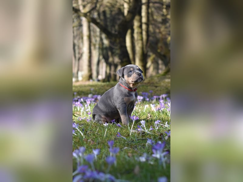 American Bully Welpen mit top Blutlinie und mit ABKC