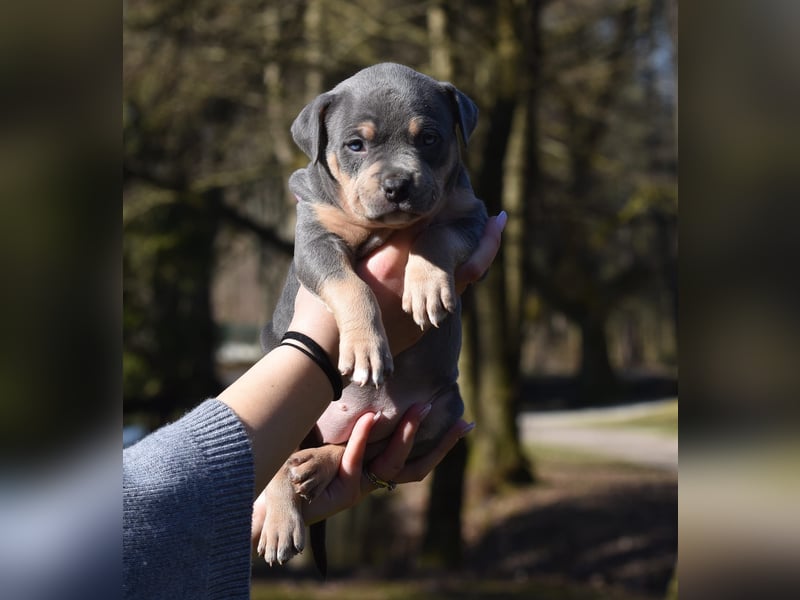 American Bully Welpen mit top Blutlinie und mit ABKC