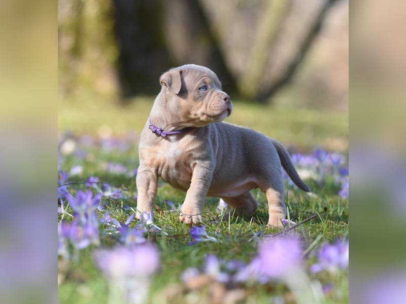 American Bully Welpen mit top Blutlinie und mit ABKC