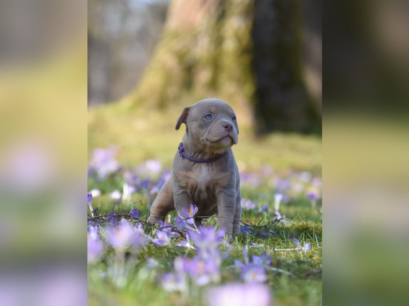 American Bully Welpen mit top Blutlinie und mit ABKC