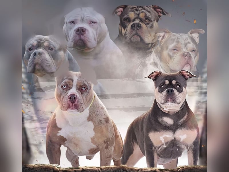 American Bully Welpen mit top Blutlinie und mit ABKC