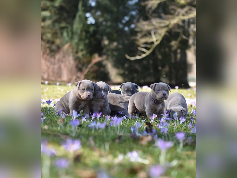 American Bully Welpen mit top Blutlinie und mit ABKC