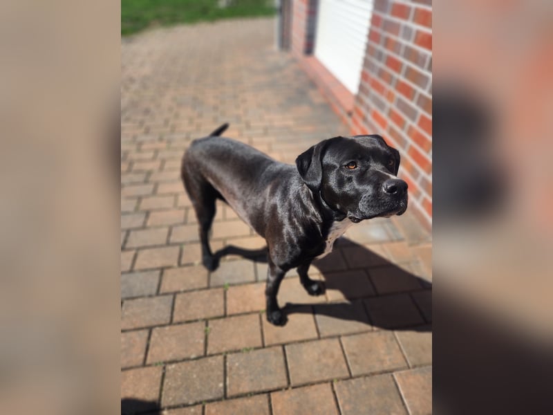 American Bully Mix Maus sucht neues Heim