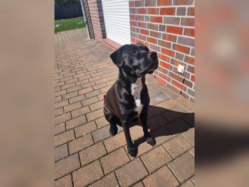 American Bully Mix Maus sucht neues Heim