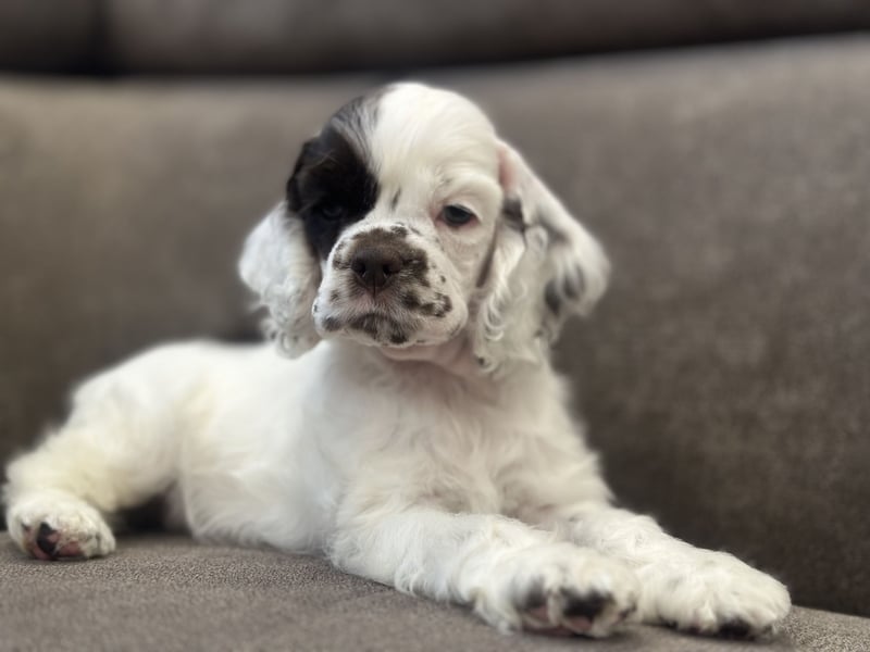 Aaron of Your Brilliand Diamond American cocker spaniel puppies Welpe sucht sein Traumhaus