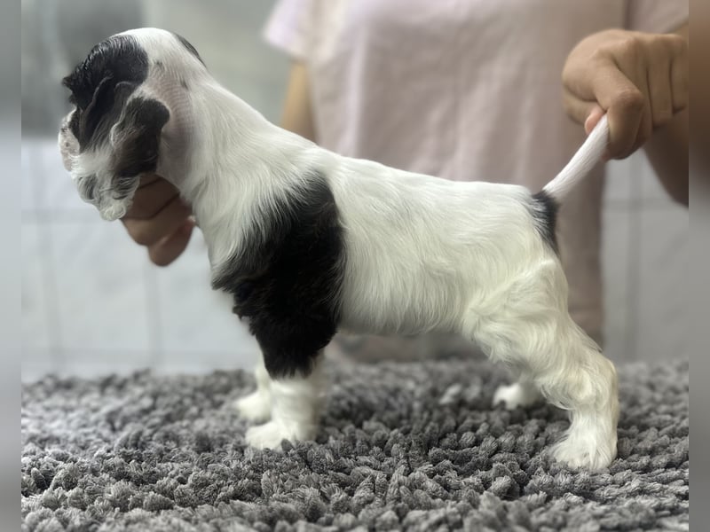 American Cocker Spaniel Rüde auf der Suche nach einer liebevollen Familie