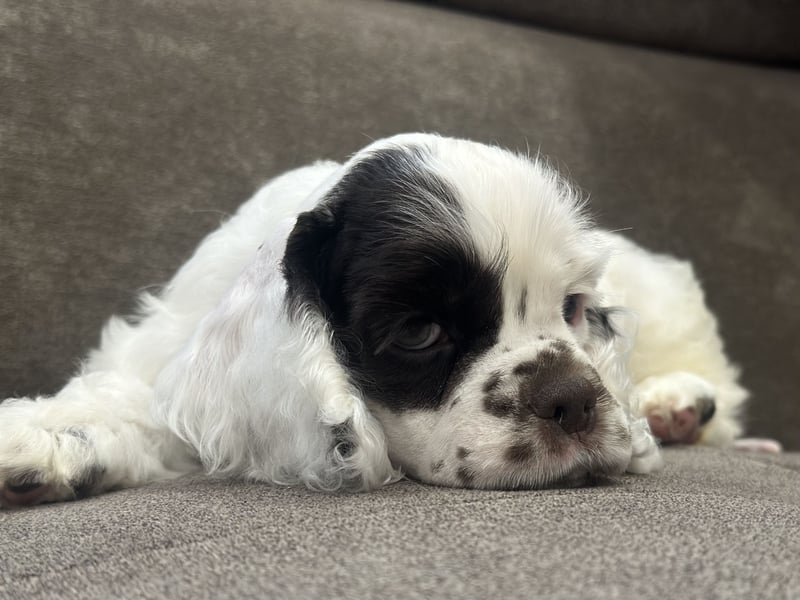 Aaron of Your Brilliand Diamond American cocker spaniel puppies Welpe sucht sein Traumhaus