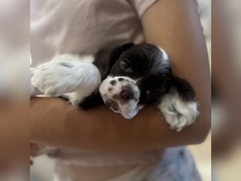 American Cocker Spaniel Rüde auf der Suche nach einer liebevollen Familie