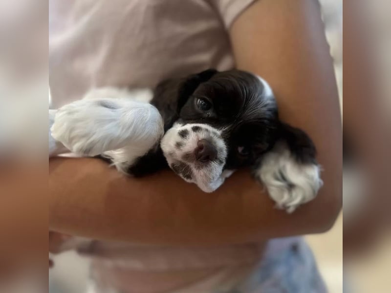 American Cocker Spaniel Rüde auf der Suche nach einer liebevollen Familie
