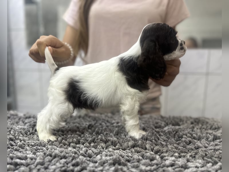 American Cocker Spaniel Rüde auf der Suche nach einer liebevollen Familie