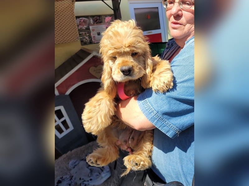 kuschlige Gioja, ein Hund für's Herz (Tierschutz)