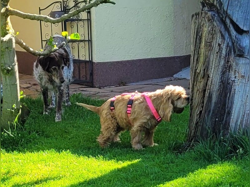 kuschlige Gioja, ein Hund für's Herz (Tierschutz)