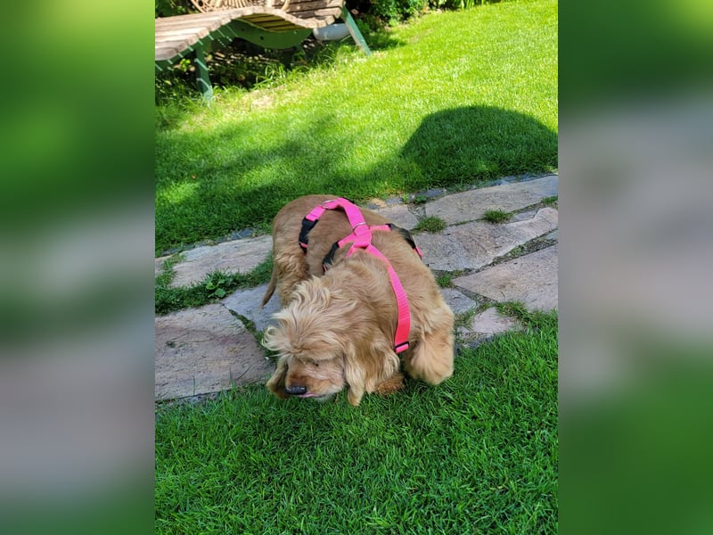 kuschlige Gioja, ein Hund für's Herz (Tierschutz)
