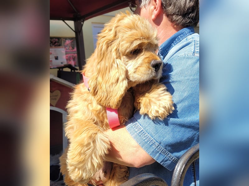 kuschlige Gioja, ein Hund für's Herz (Tierschutz)