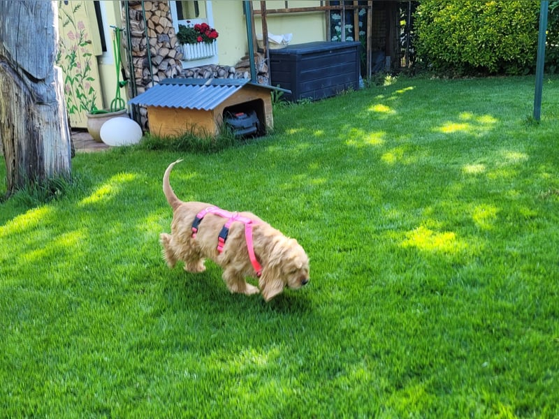kuschlige Gioja, ein Hund für's Herz (Tierschutz)