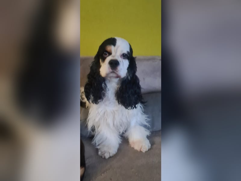 Luna, unsere Cockerhündin, 4 1/2 Jahre alt, sucht liebevolle Familie