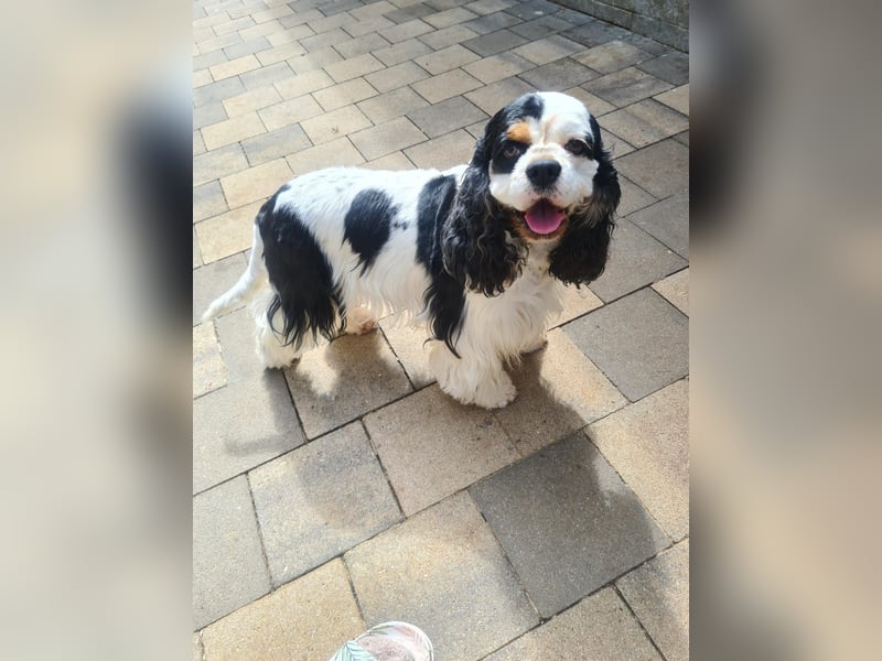 Luna, unsere Cockerhündin, 4 1/2 Jahre alt, sucht liebevolle Familie
