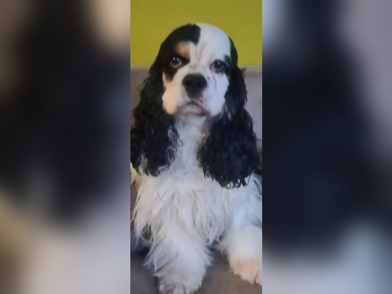 Luna, unsere Cockerhündin, 4 1/2 Jahre alt, sucht liebevolle Familie