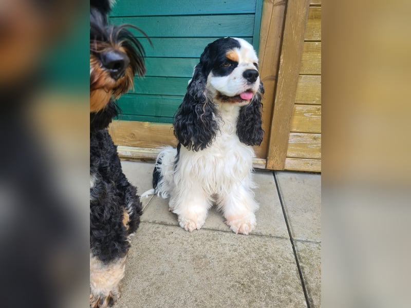 Luna, unsere Cockerhündin, 4 1/2 Jahre alt, sucht liebevolle Familie