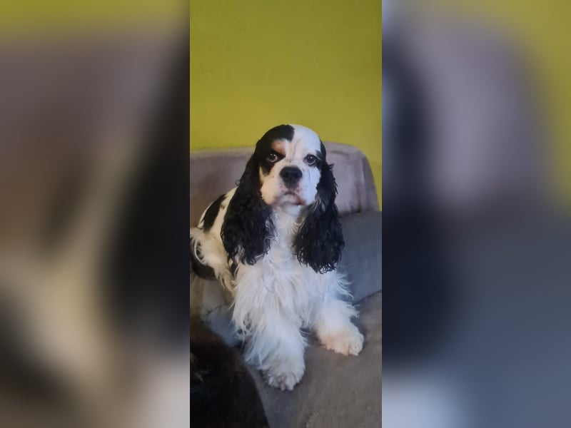 Luna, unsere Cockerhündin, 4 1/2 Jahre alt, sucht liebevolle Familie