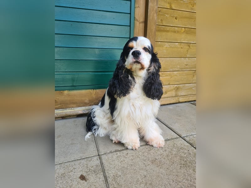 Luna, unsere Cockerhündin, 4 1/2 Jahre alt, sucht liebevolle Familie