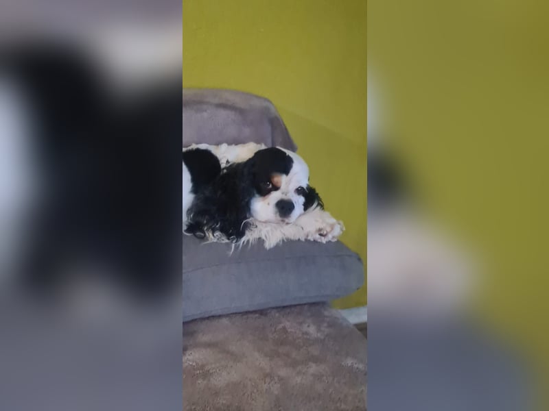 Luna, unsere Cockerhündin, 4 1/2 Jahre alt, sucht liebevolle Familie