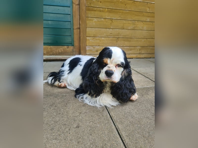 Luna, unsere Cockerhündin, 4 1/2 Jahre alt, sucht liebevolle Familie